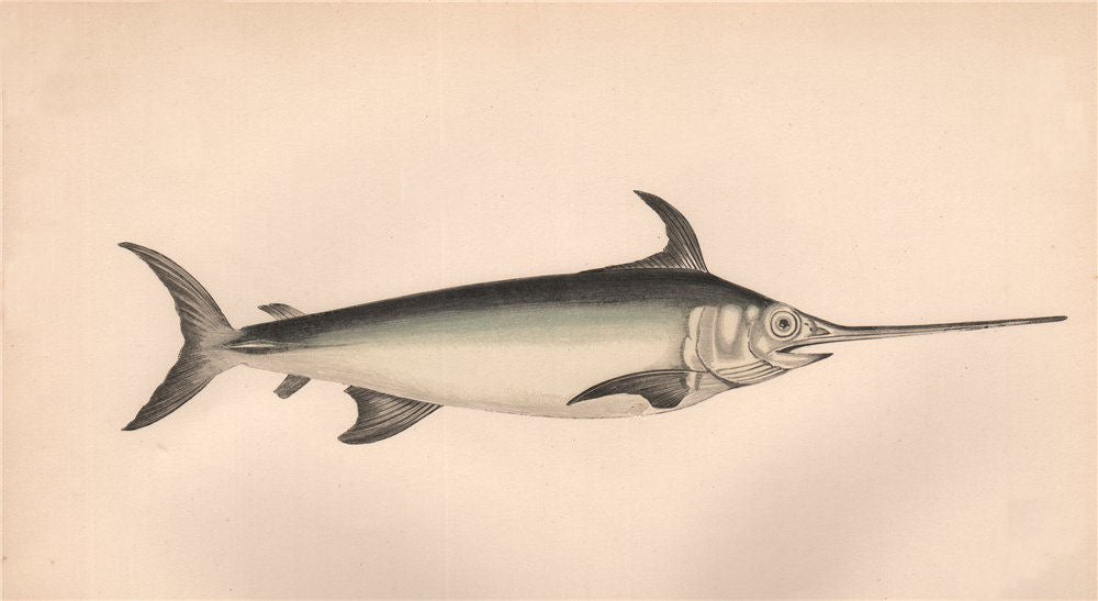 SWORDFISH. Xiphias gladius. COUCH 1862 old antique vintage print picture